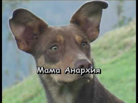 Кино - Мама Анархия